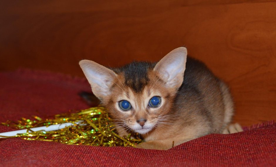 Абиссинцы кошки