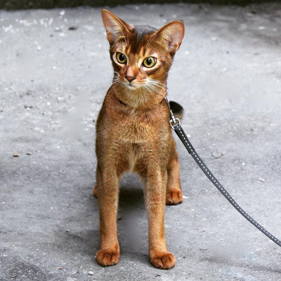 Абиссинская кошка