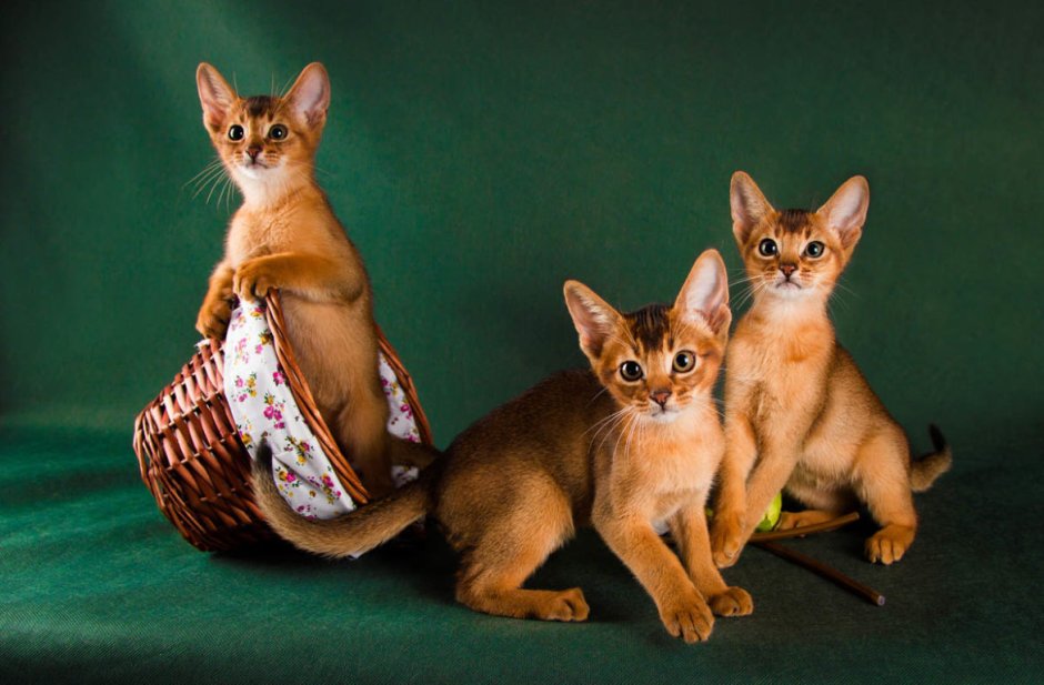 Абиссинская кошка фото