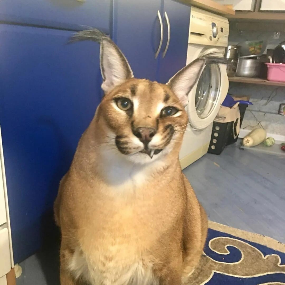 Абиссинский кот арт