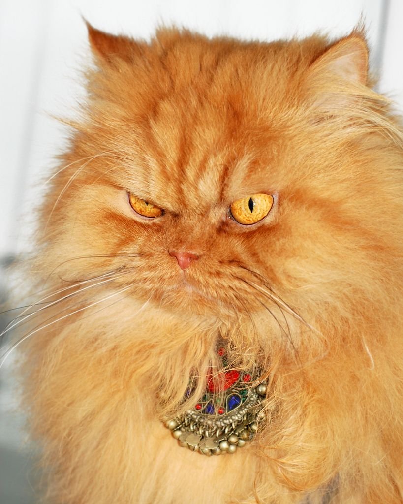 Злой рыжий кот