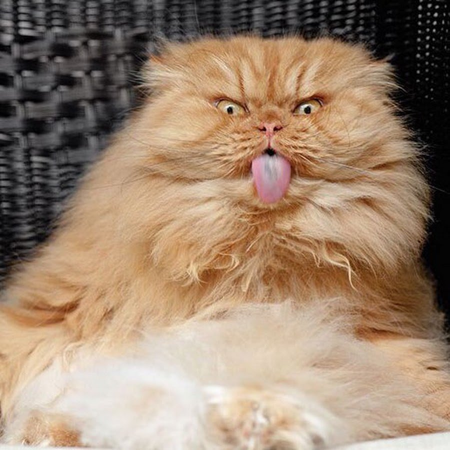 Недовольная порода кошек