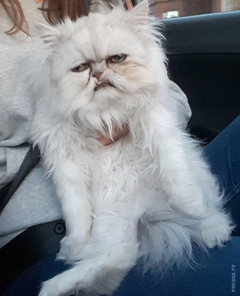 Кот Персидская шиншилла Вилфред