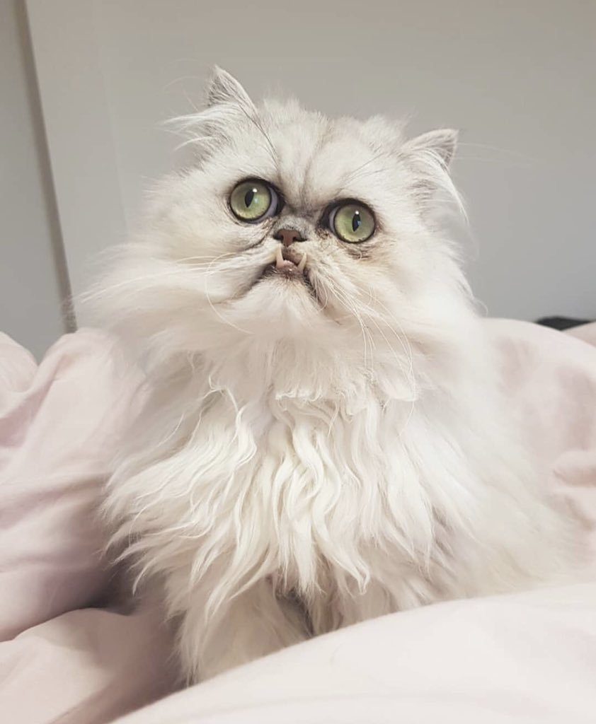 Хмурый котенок