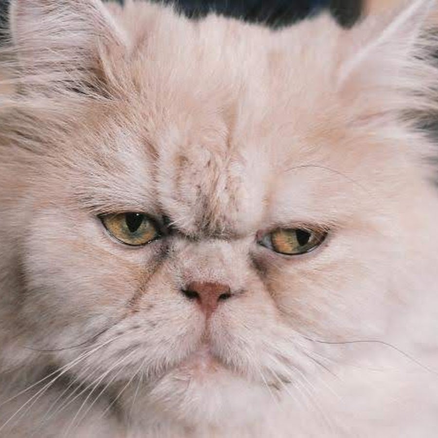 Злой кот фото