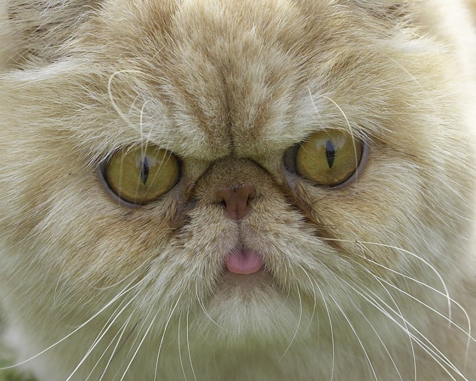Персидская кошка злая