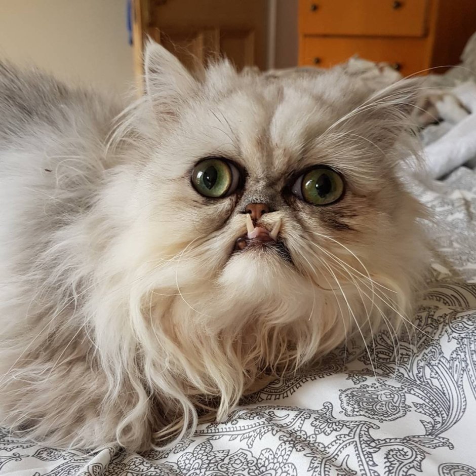 Персидская шиншилла Вилфред