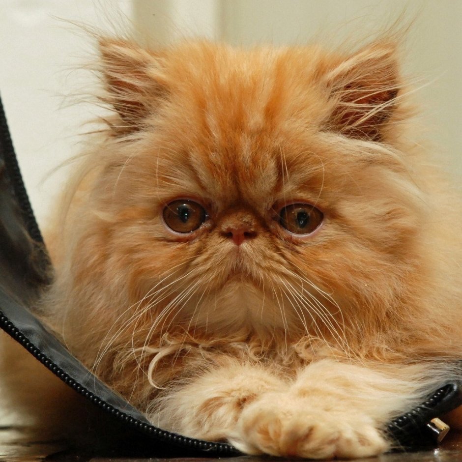 Цвет глаз у персидских кошек