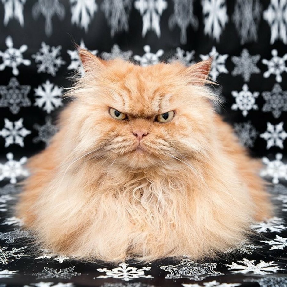 Персидская шиншилла Вилфред