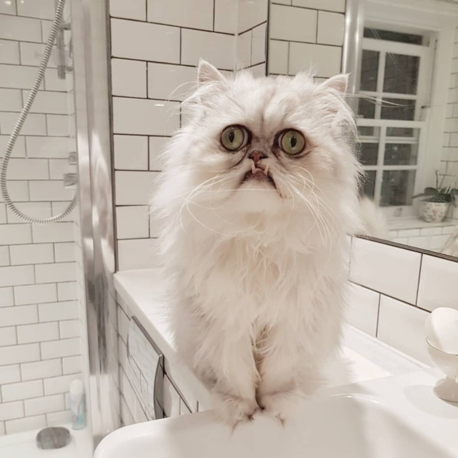 Персидский шиншилла кот дымчатый