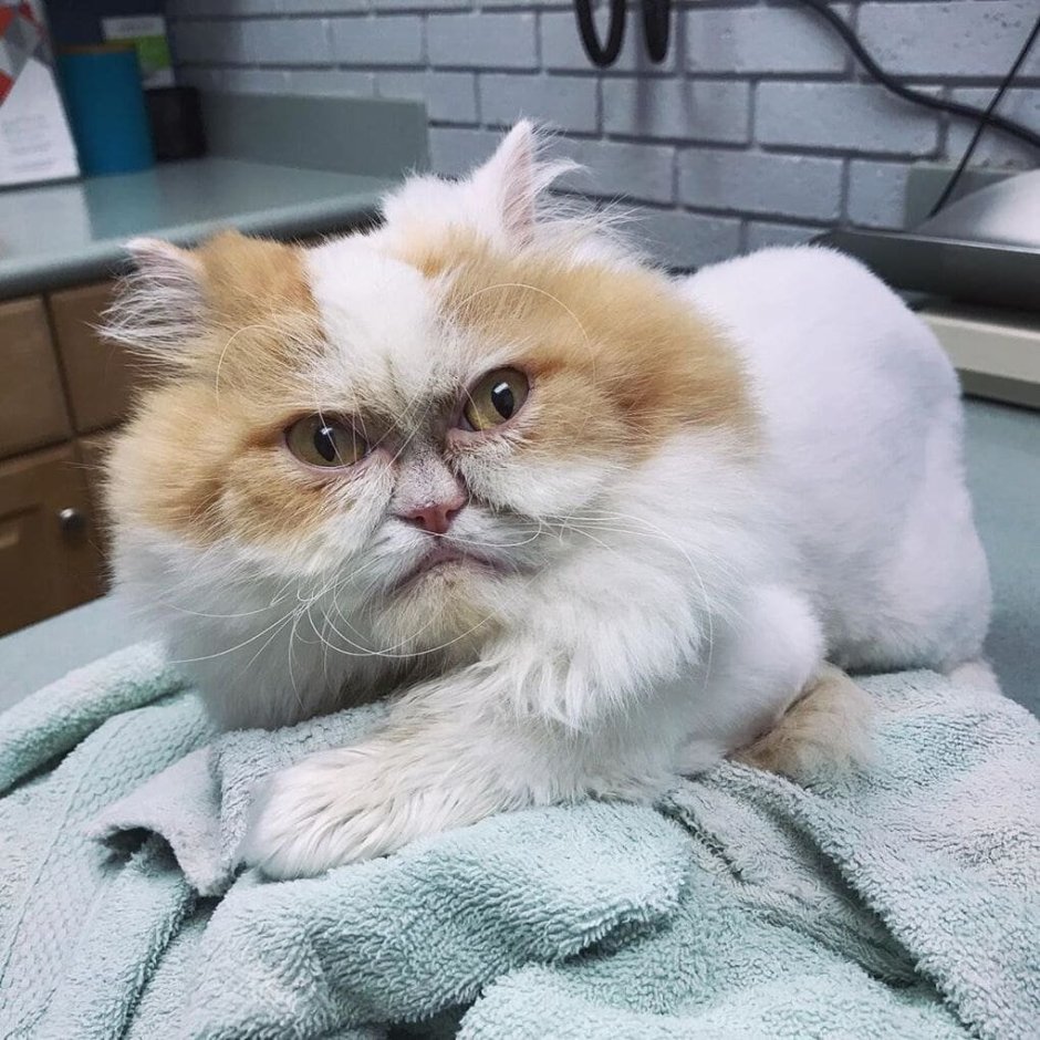 Серый персидский кот с желтыми глазами