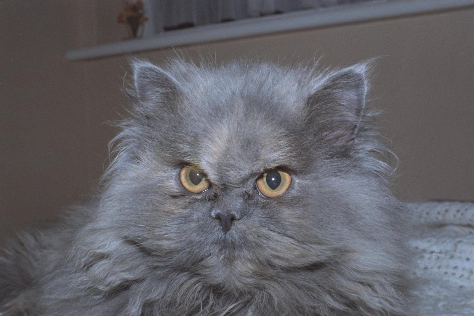 Хмурый рыжий кот