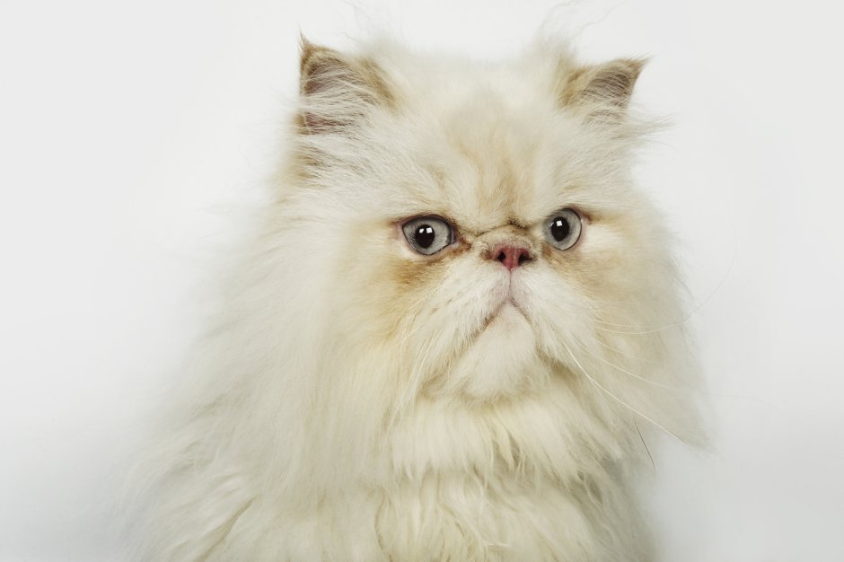 Персидский кот с открытым ртом