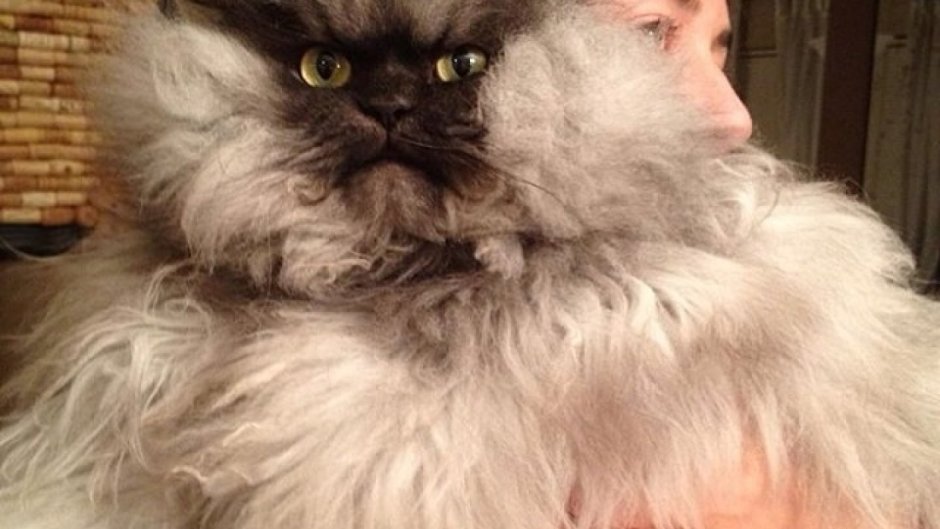 Персидская кошка в профиль