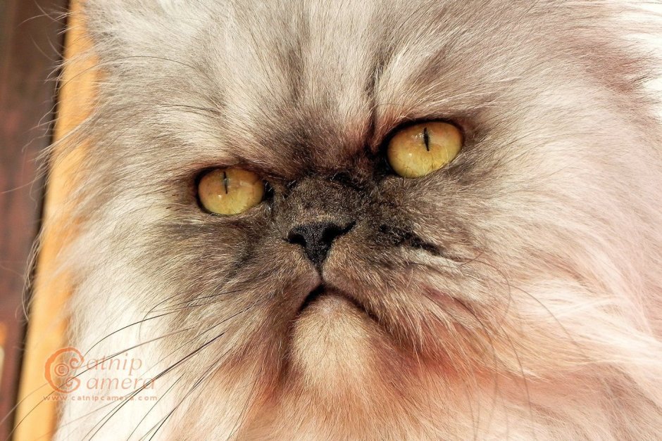 Персидская шиншилла экзот