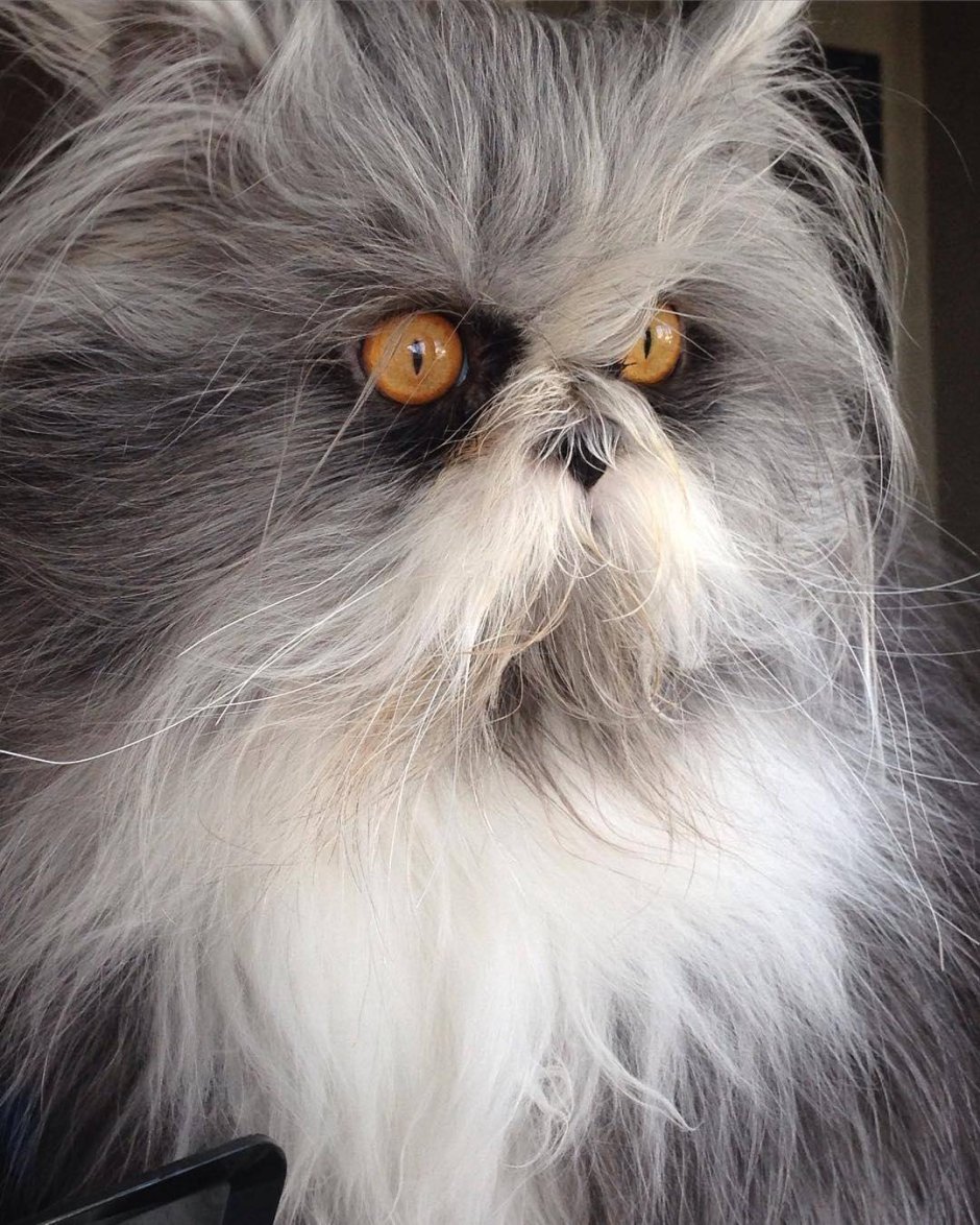 Кот полковник мяу