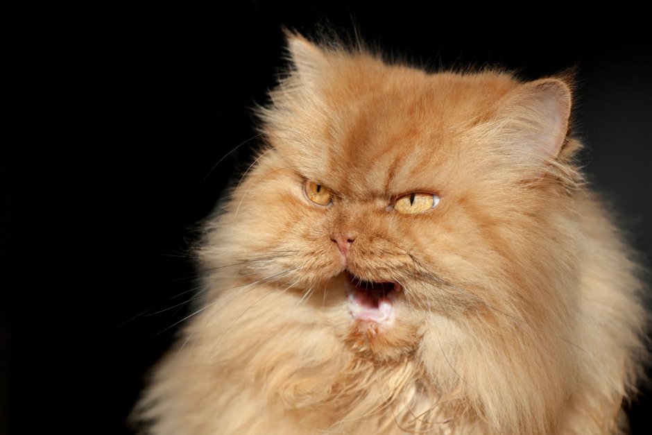 Персидская кошка оранжевая