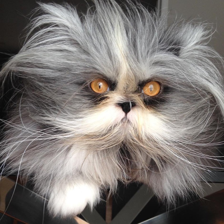 Персидская кошка