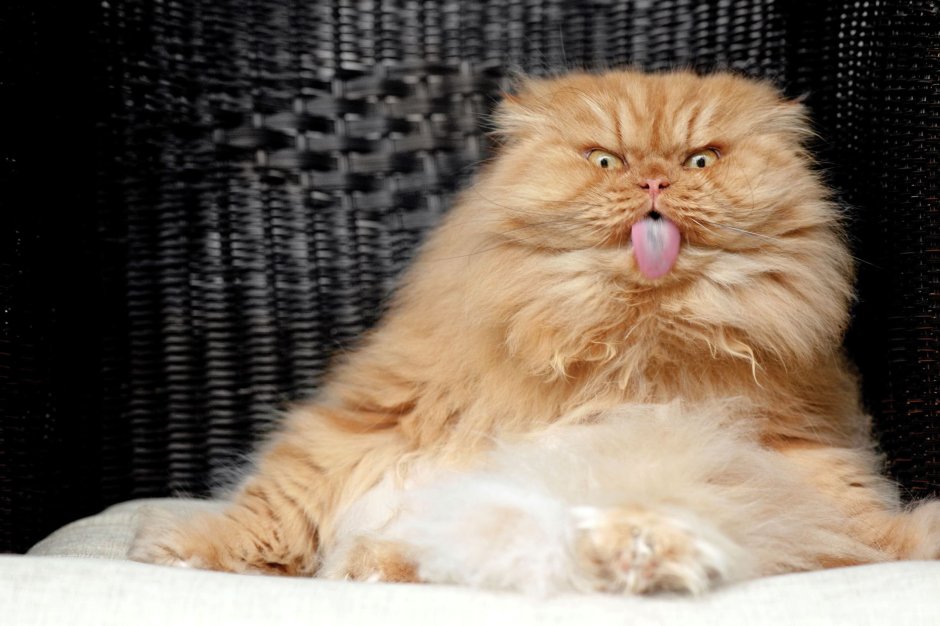 Персидские коты в приютах