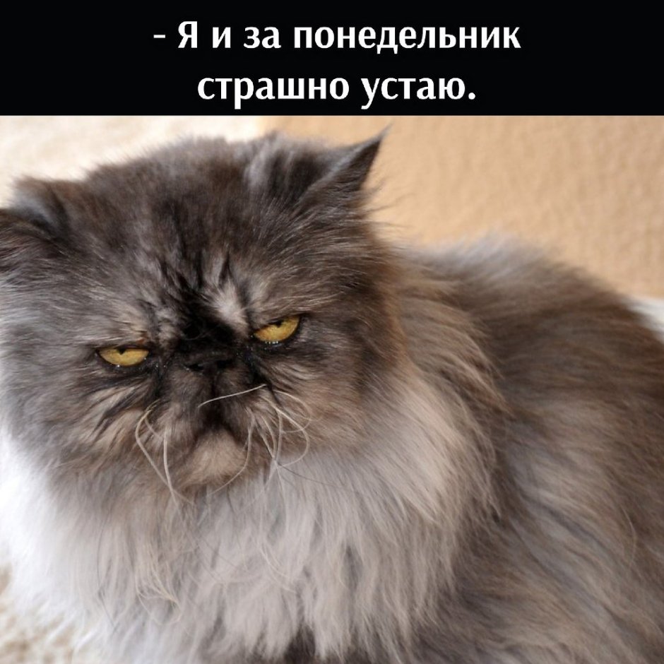 Персидская кошка