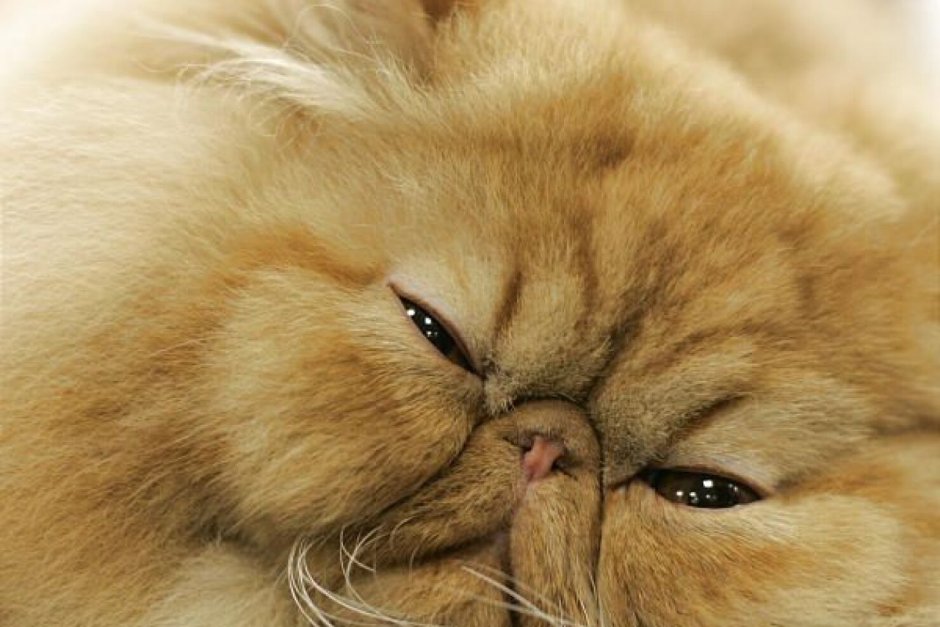 Персидская шиншилла Вилфред