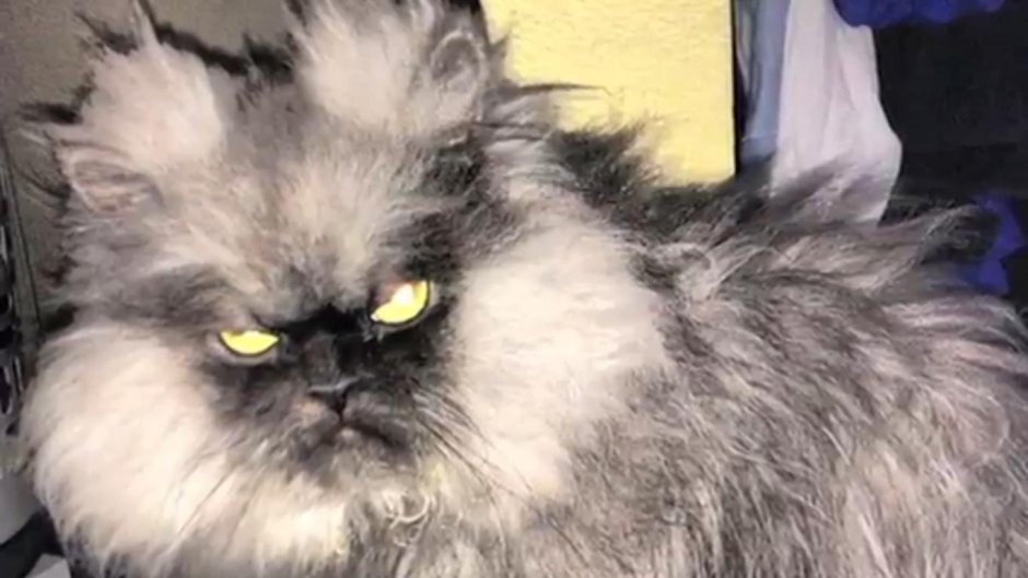 Порода кота персидский экстремал