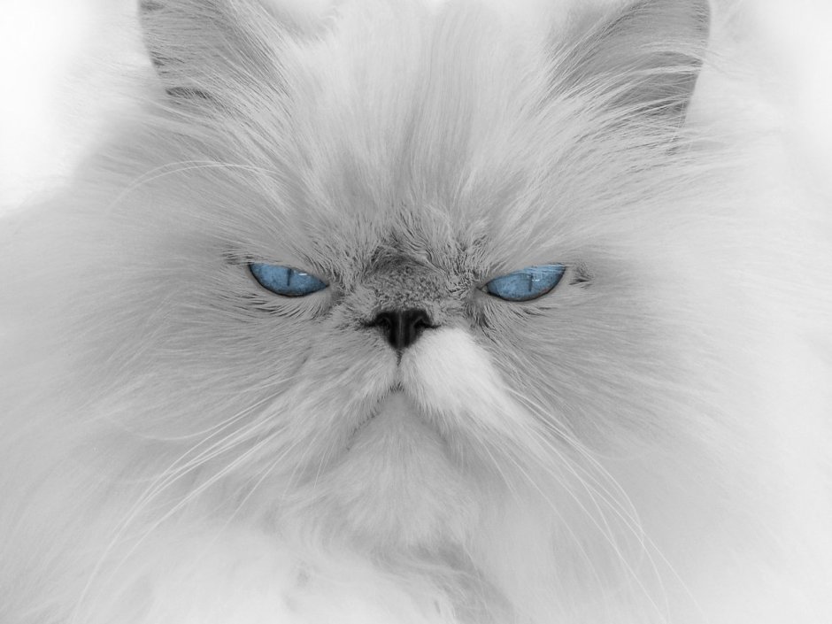 Длинношёрстная Персидская кошка рыжий