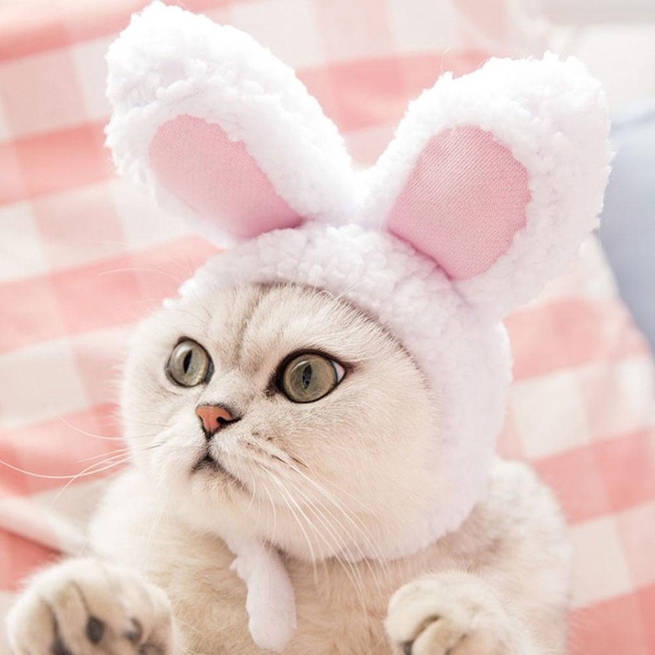 Кот в костюме зайчика