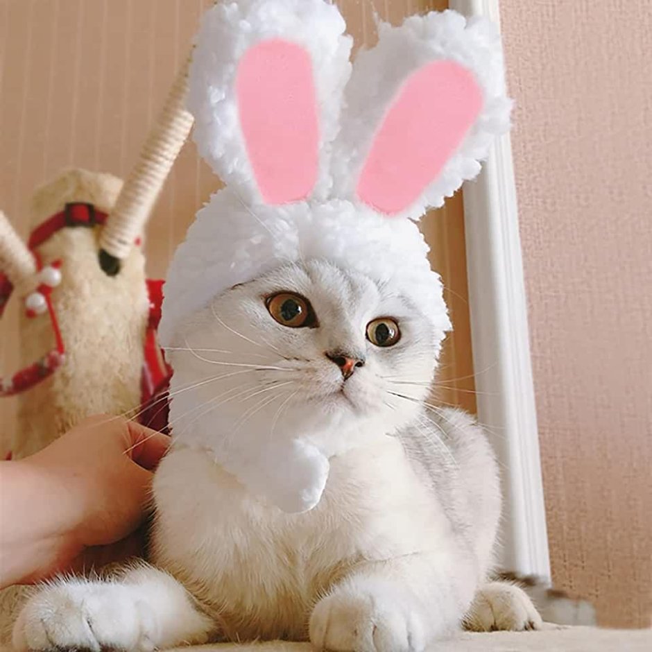 Кошка в костюме зайца