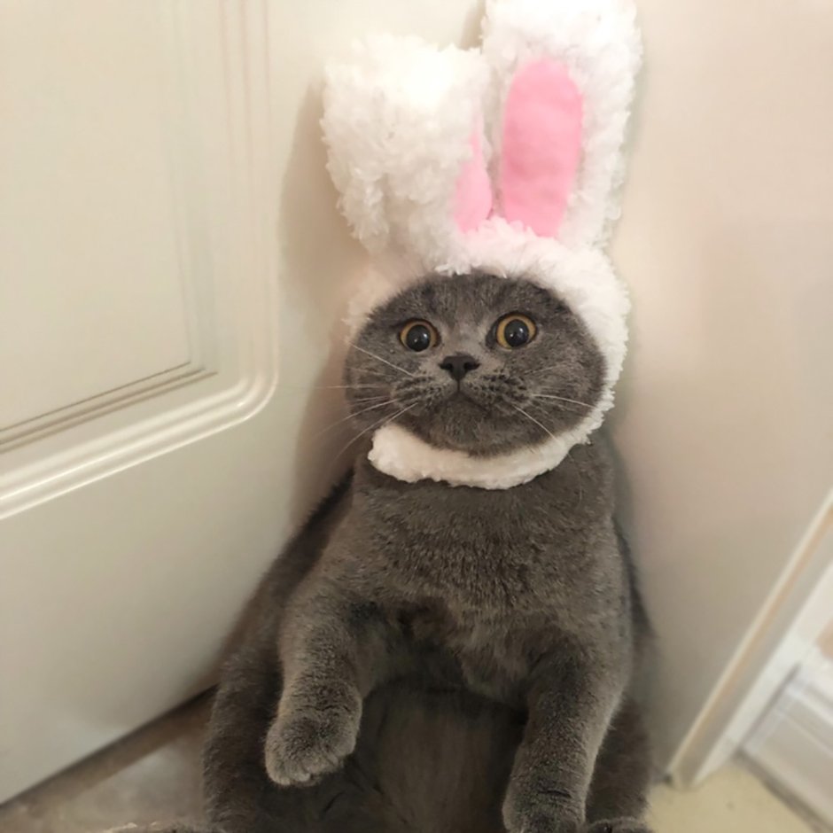 Кот с заячьими ушами