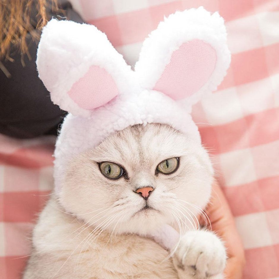 Котик с заячьими ушками