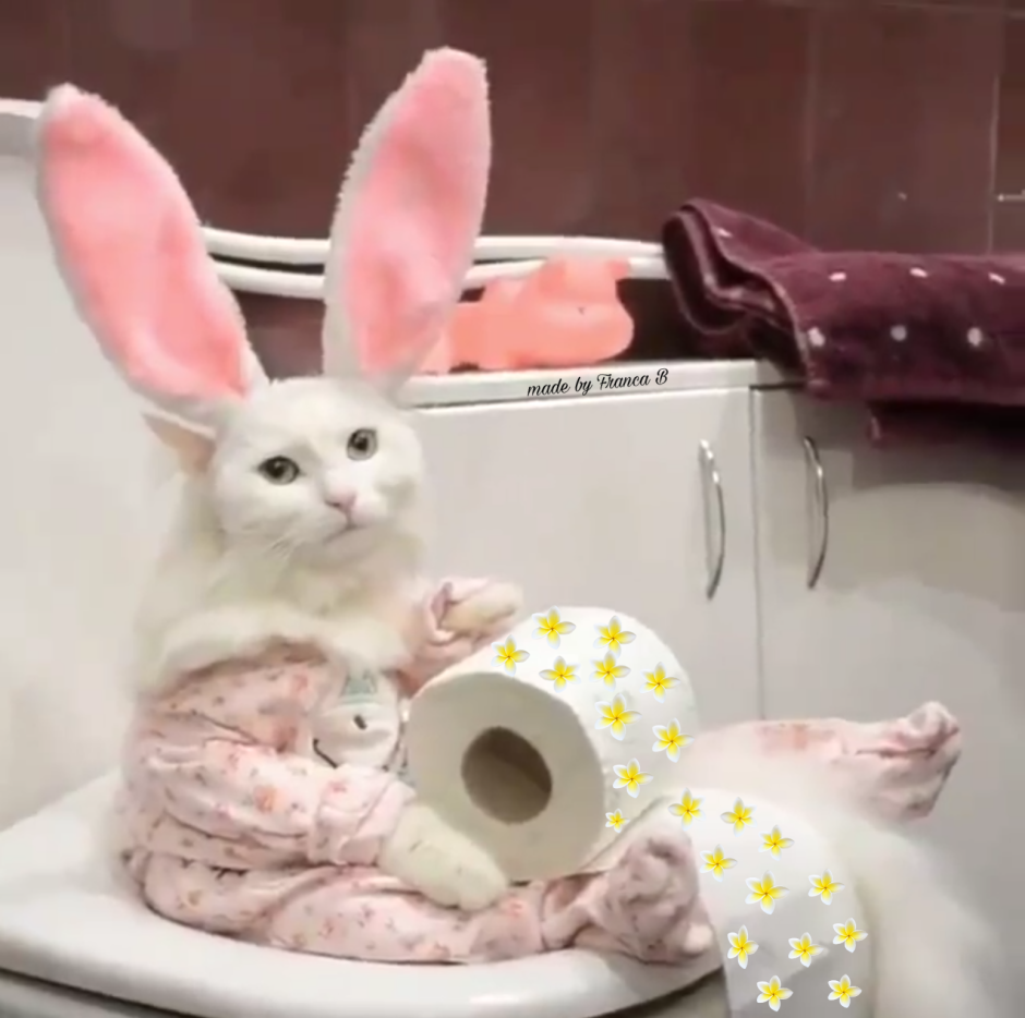 Кролик на унитазе