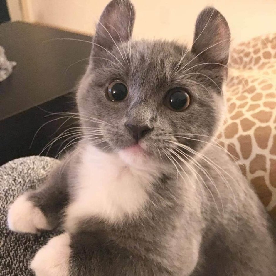 Котята породы кинкалоу