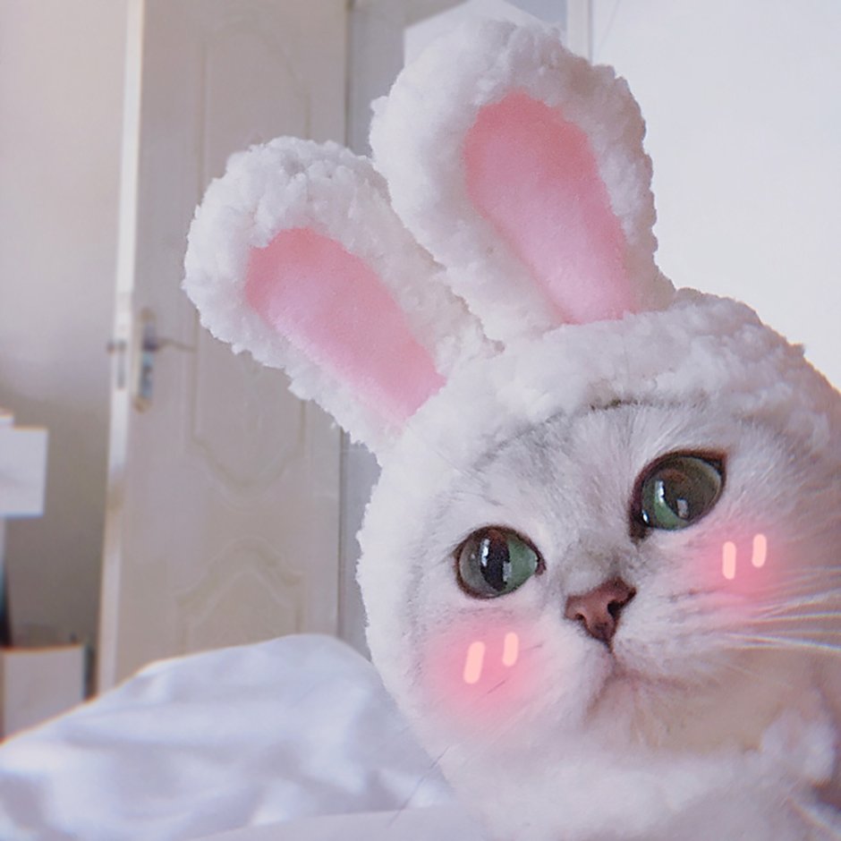 Кот с ушками зайца