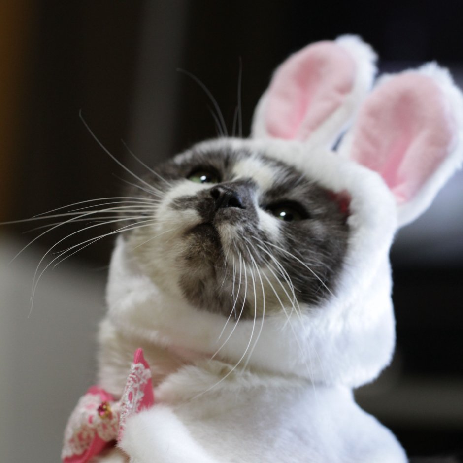 Котик и зайчик