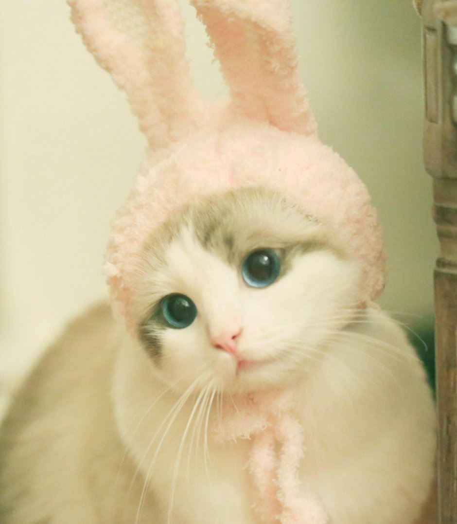 Милый котик в шапочке