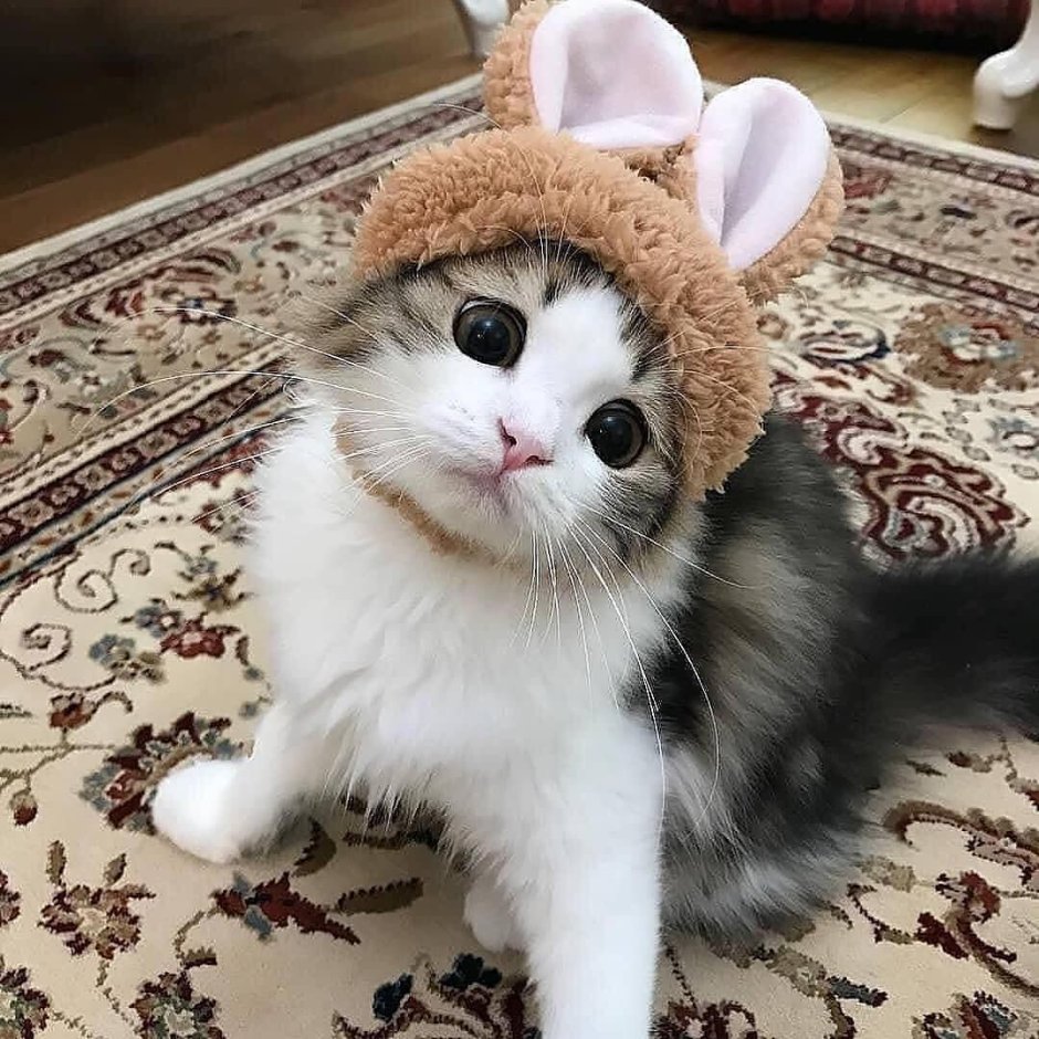 Милый котенок пикча