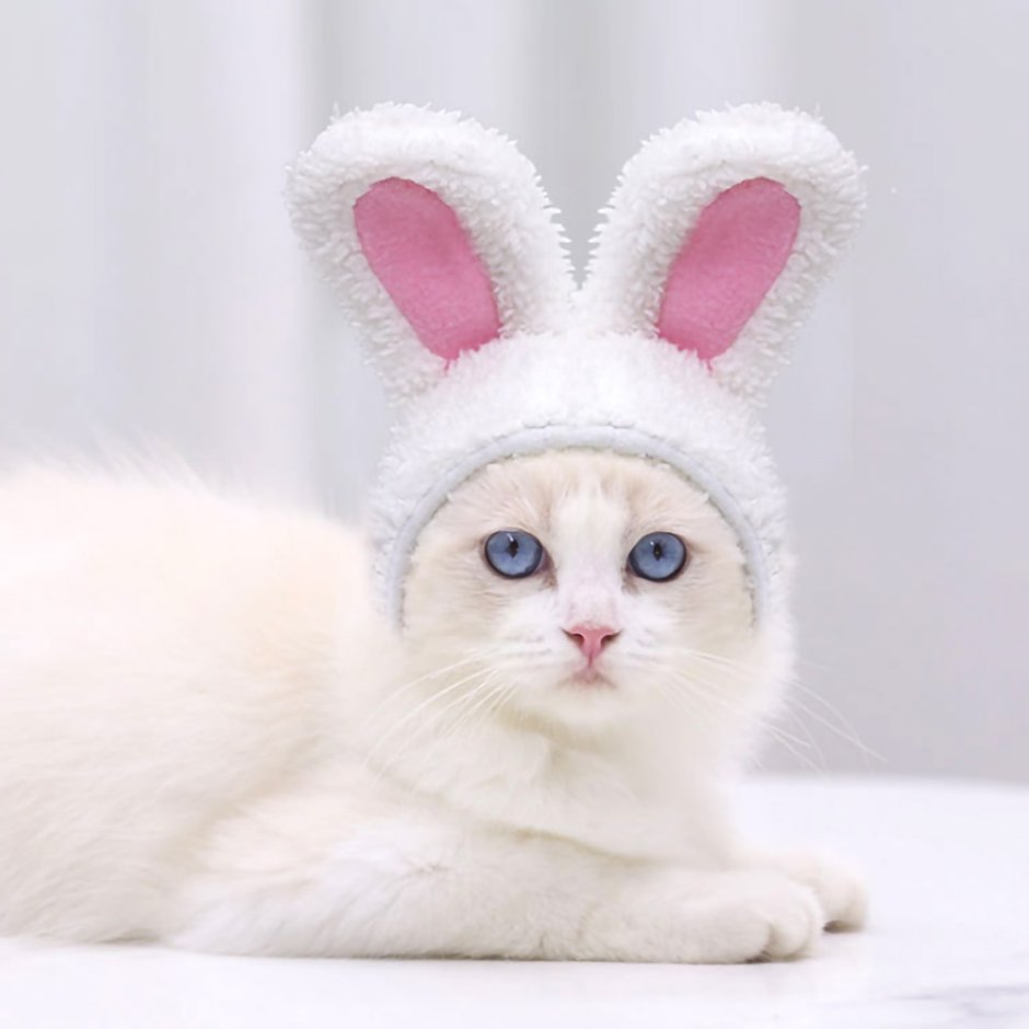 Милые котики с заячьими ушками