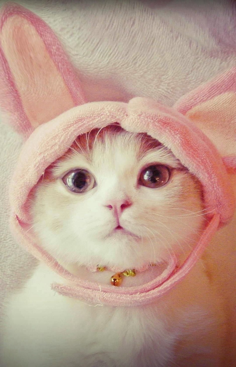 Милые котики