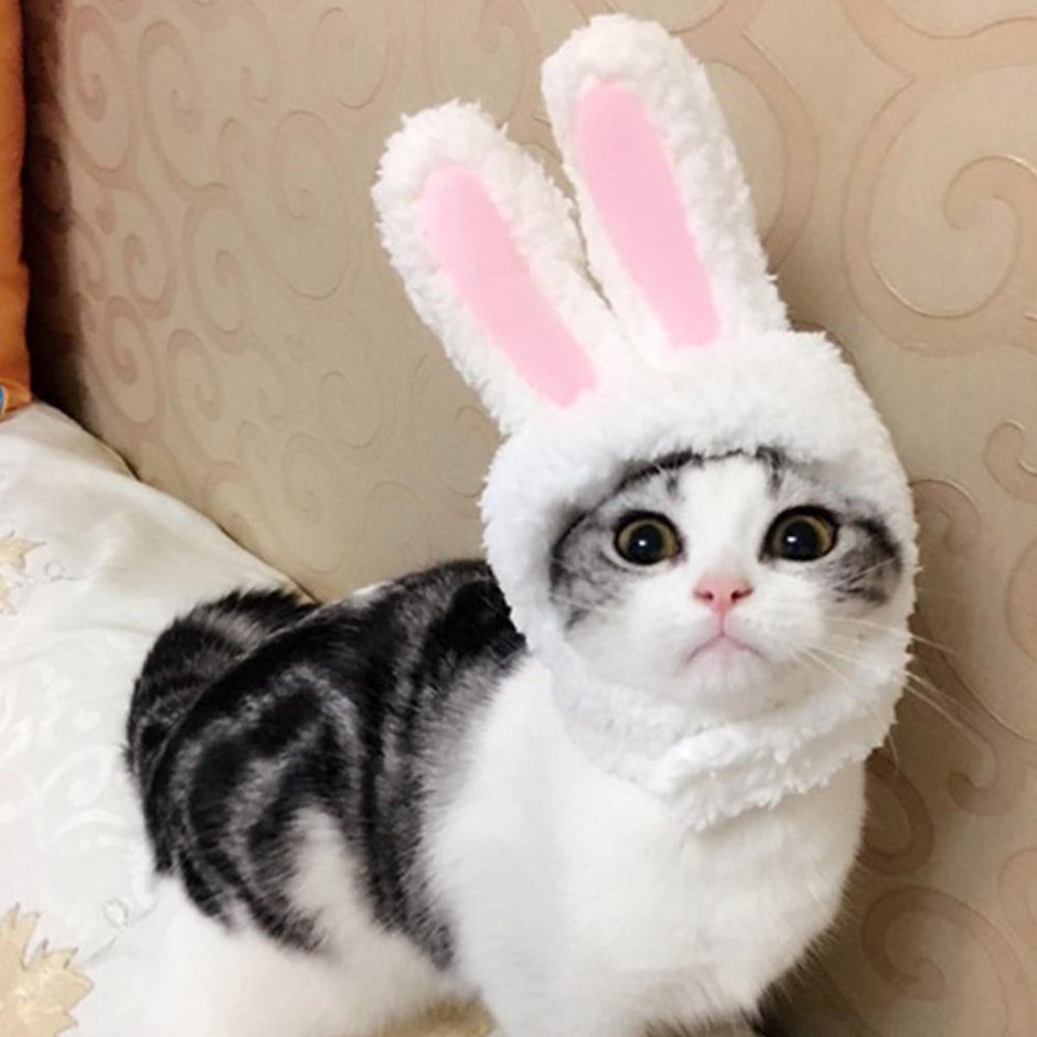 Кот в шапке зайца