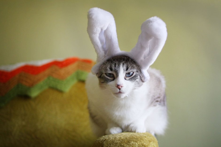 Кот с заячьими ушами