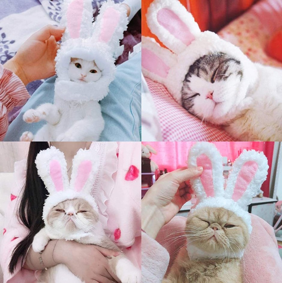 Кошка с шапкой кроличьи уши