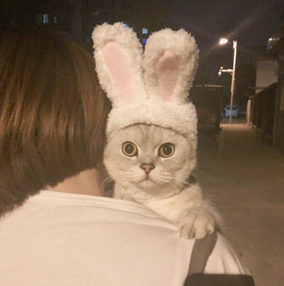 Котик в заячьих ушках