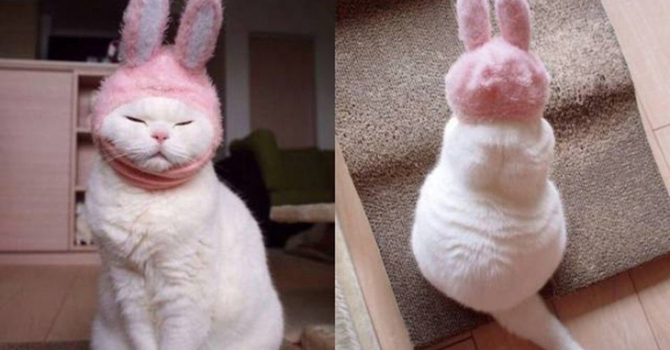 Кошка с заячьими ушами