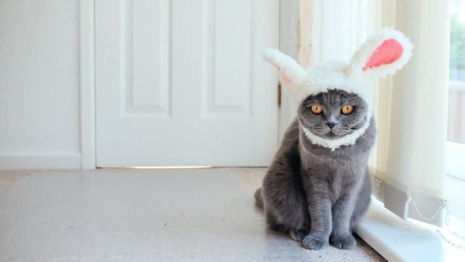 Кошка с ушками зайки