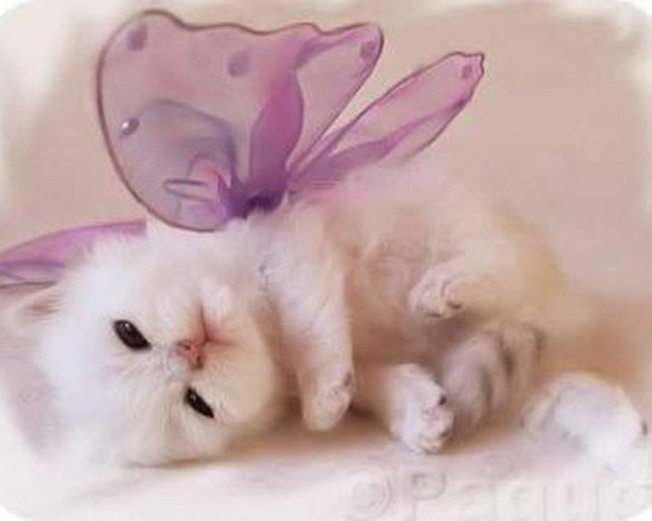 Котик и зайчик
