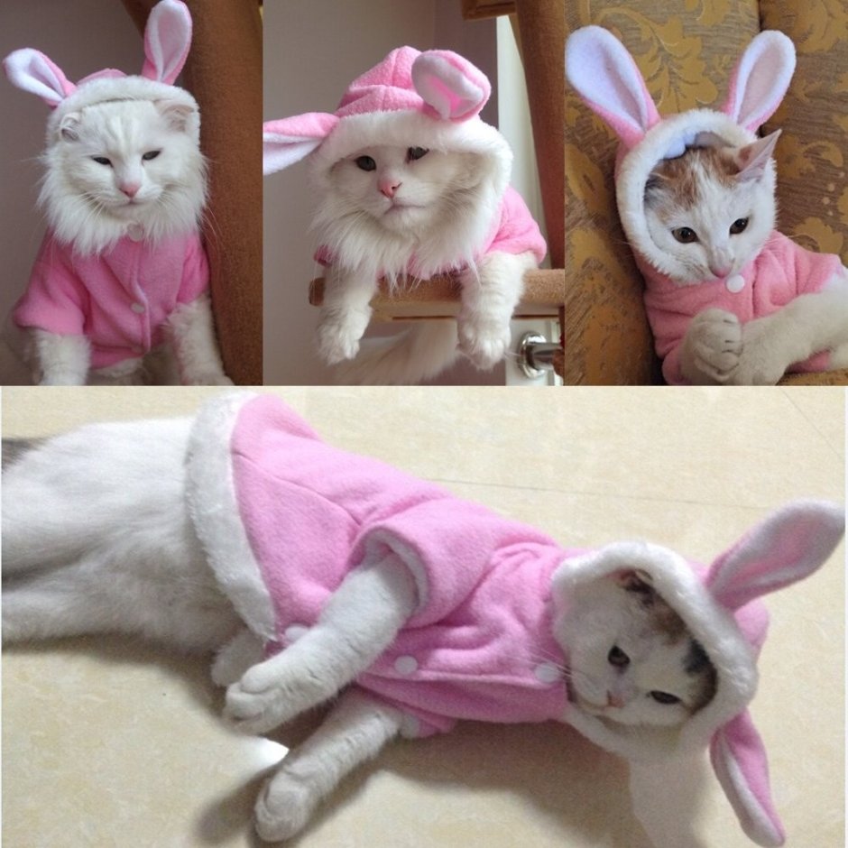 Одежда для кошек