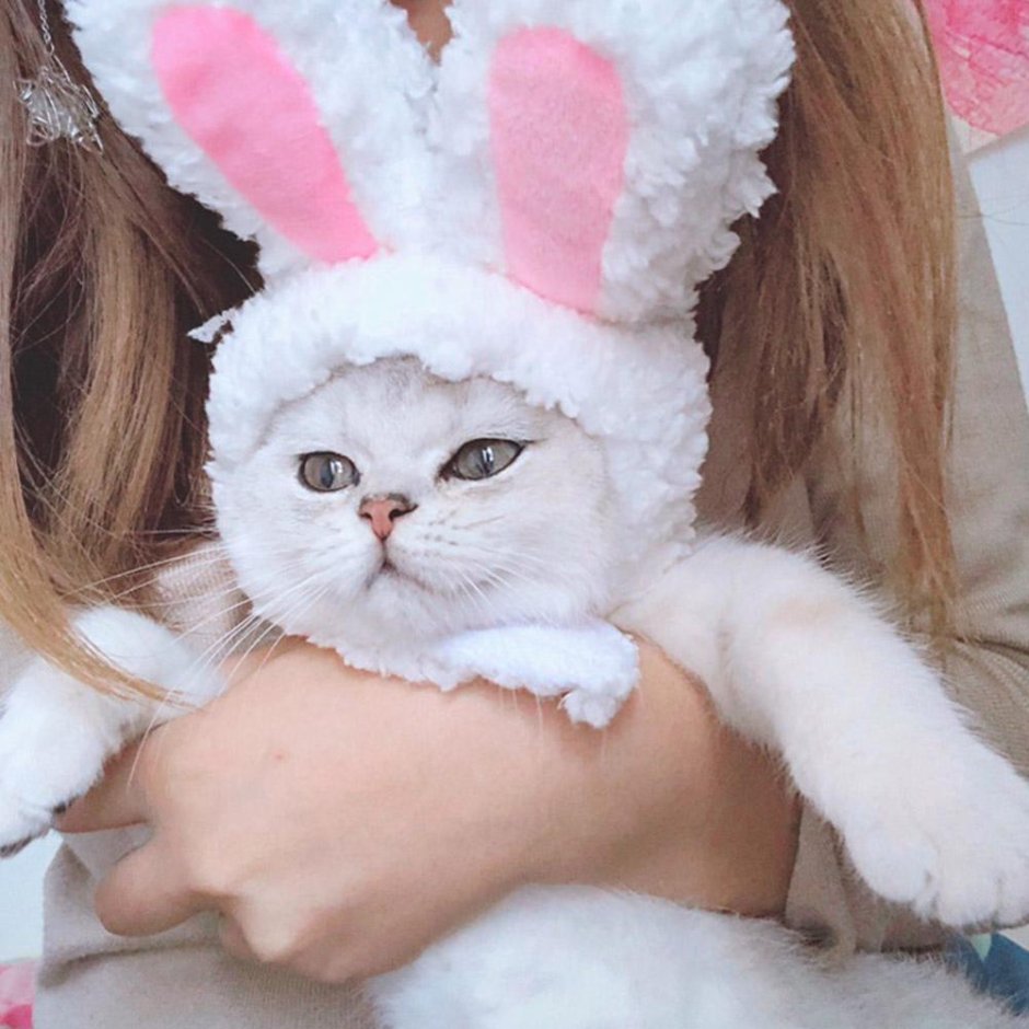 Кот с заячьими ушами
