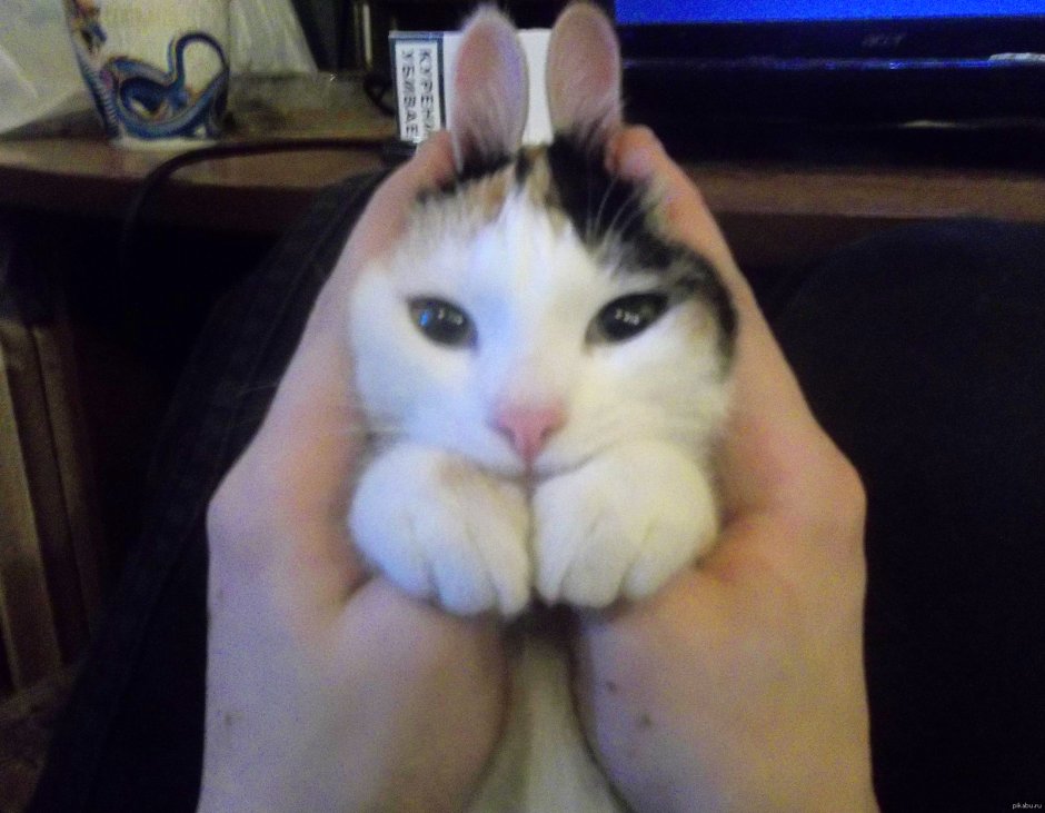 Кот с ушами зайца