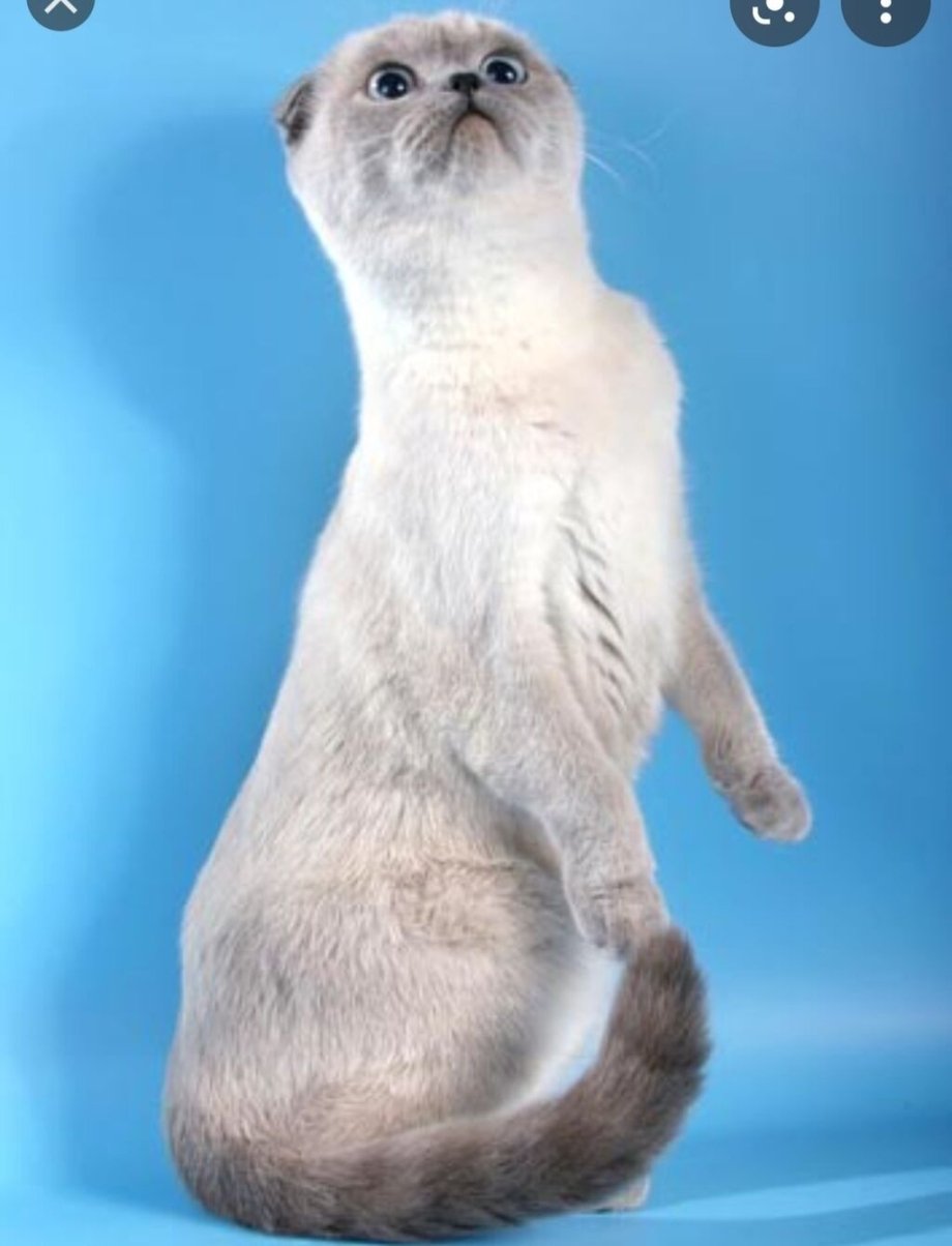 Сиамские вислоухие котята